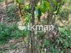 Cinnamon Land for Sale in Elpitiya