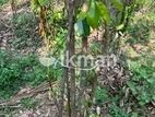 Cinnamon Land for Sale in Elpitiya