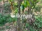 Cinnamon Land for Sale in Elpitiya