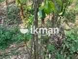 Cinnamon Land for Sale in Elpitiya