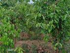 Cinnamon Land for Sale in Pitigala