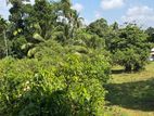 Cinnamon Land for Sale in Pokunuwita Horana