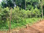 Cinnamon Land for Sale in Yatiyantota