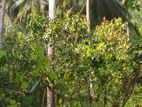 Cinnamon Land for Sale Kongala