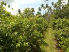 Cinnamon Land for Sale Kongala