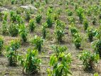 Cinnamon Land Plots For Sale In Horana Madurawala