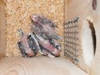 Cinnamon Pied Cockatiel Chicks