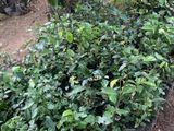 Cinnamon Plant | කුරුඳු පැල (2ft/ අඩි 2)