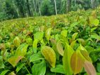 Cinnamon plant | කුරුඳු පැල kurundu pala