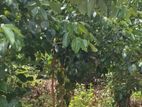 Cinnamon Plantation Land for Sale in Kamburupitiya