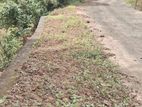 Cinnamon Plantation Land for Sale in Kamburupitiya
