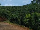 Cinnamon Plantation Land for Sale in Kamburupitiya-Matara