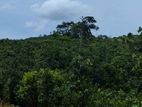Cinnamon Planted Land for Sale in Mulatiyana Road, Matara