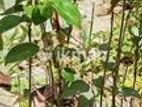 Cinnamon Plants