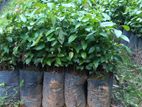 Cinnamon Plants කුරුදු පැළ