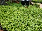 Cinnamon Plants කුරුඳු පැල