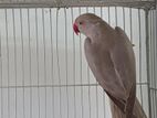 Cinnamon Ringneck Parrot