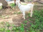 சினை ஆடு