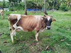 சினை பசு