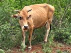 சினை பசு