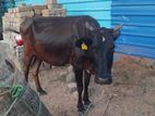 சினை பசு