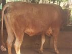 சினைபடுத்தும் நாம்பன்