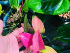 Cirano Anthurium Plant