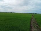 Paddy Field Facing Land for Sale in Kilinochchi