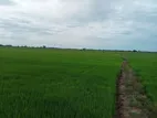 Paddy Field Facing Land for Sale in Kilinochchi