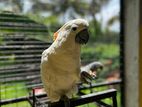 Citron crested cockatoo