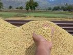 சிவப்பு ஈக்கு பச்சை (கோறா) நெல்
