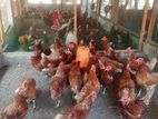 சிவப்பு முட்டைக் கோழி
