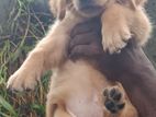Golden Retriever Puppies