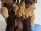 Golden Retriever Puppies