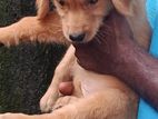 Ckc - Golden Retriever