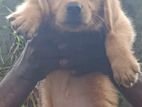 Ckc - Golden Retriever
