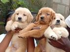 Golden Retriever Puppies