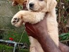 Golden Retriever Puppy