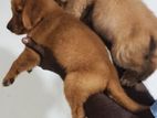 Golden Retriever Puppy