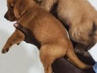 CKC - Golden Retriever Puppy