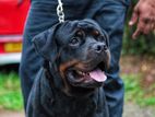 CKC/KASL Imported Rottweiler crossing