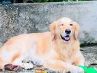 Golden Retriever Puppies