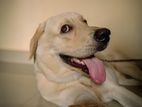 CKC Registed Labrador Retriever Dog