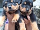 One Side Rottweiler Female Puppies