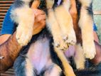 CKC Registered German Shepherd Female Puppies