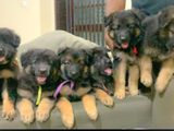 CKC Registered German Shepherd Puppies