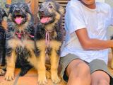 CKC Registered German Shepherd Puppies