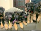 Ckc Registered German Shepherd Puppies