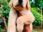 Golden Retriever Puppies