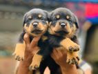 Rottweiler Puppies